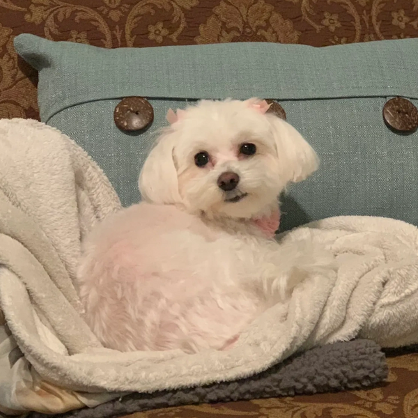 Lily Dog that inspired our business.