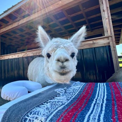 Close-up of a curious alpaca with a colorful blanket in front.