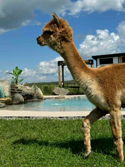 A brown alpaca standing on grass near a pool under a partly cloudy sky.