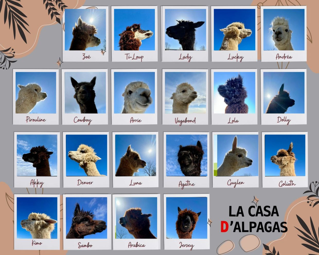 Portraits of alpacas with names against blue skies.