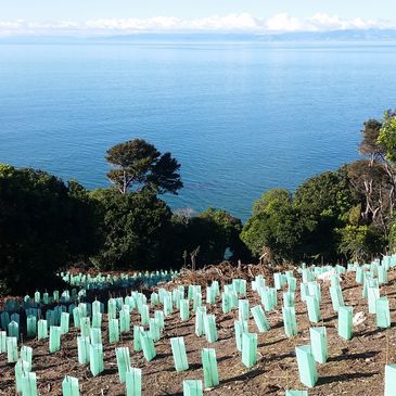 Tree saplings in protective sleeves planted on a hillside by the sea.