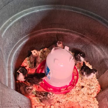 Baby chicks inside a brooder with a heat lamp.