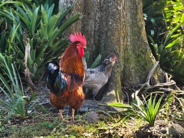 Rooster and hen near a tree trunk.