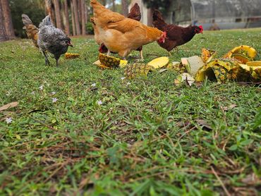 Chickens pecking at sliced pineapples in a green outdoor setting.
