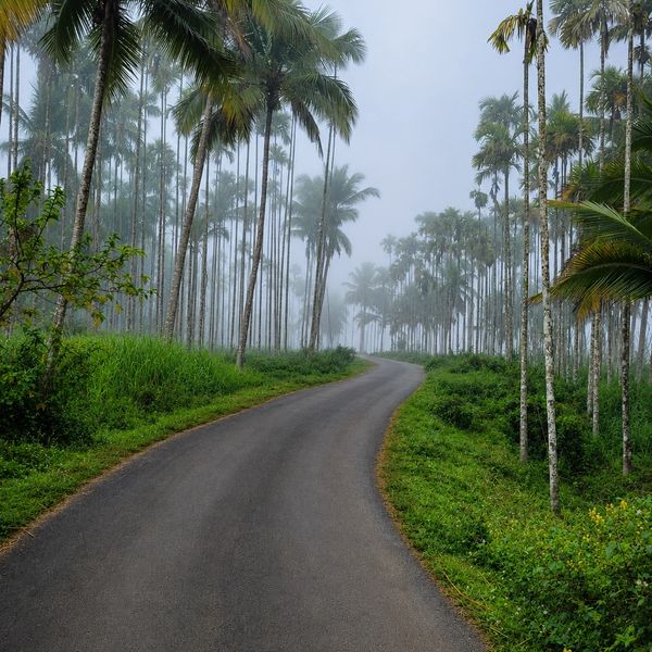 Winding road through foggy palm trees.