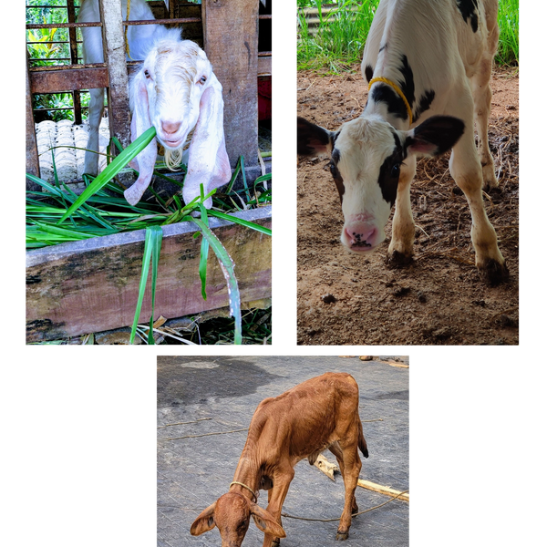 Farm animals nearby to play