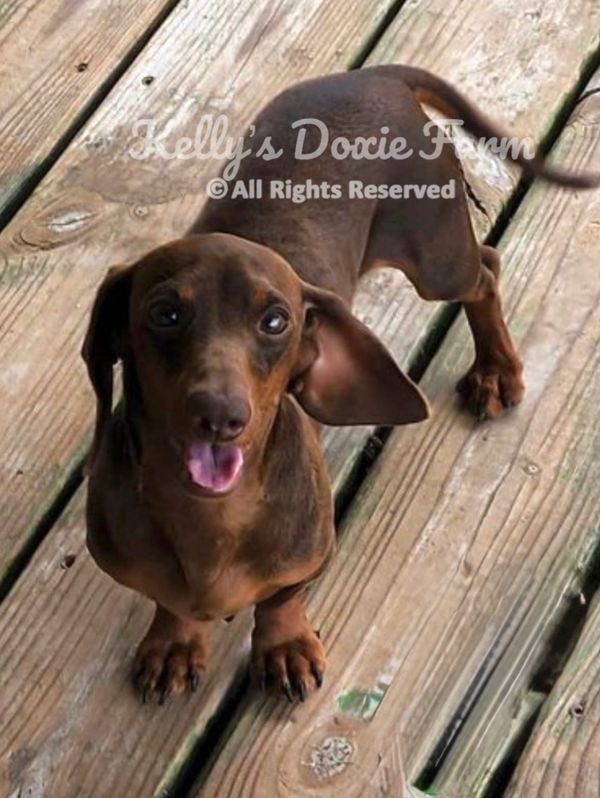 Happy brown dachshund on wooden floor.
