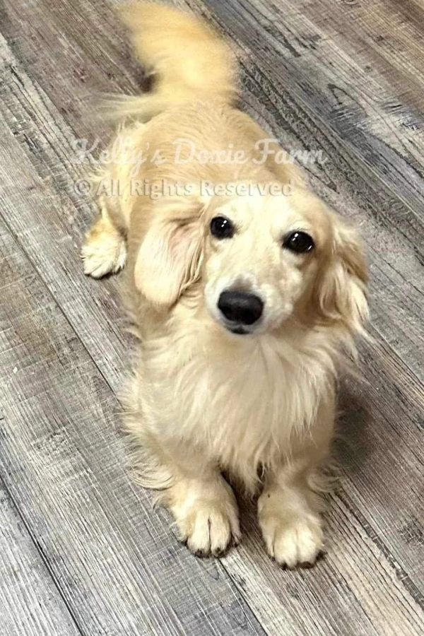 Small cream-colored dog with long fur lying on wood floor.