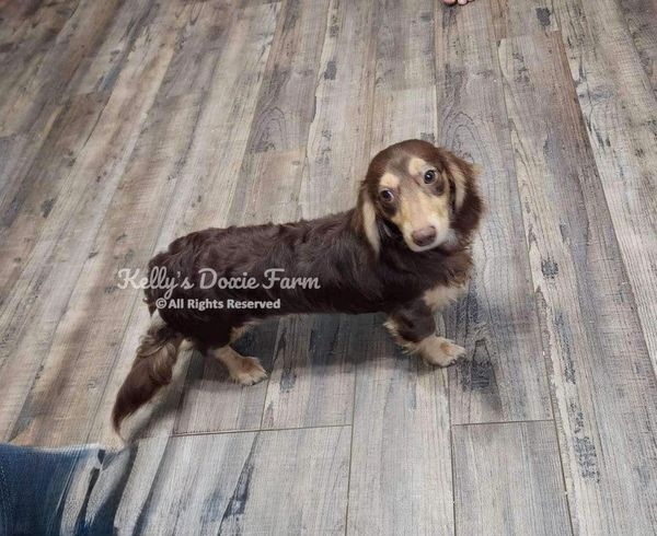 A brown dachshund standing on a wooden floor.