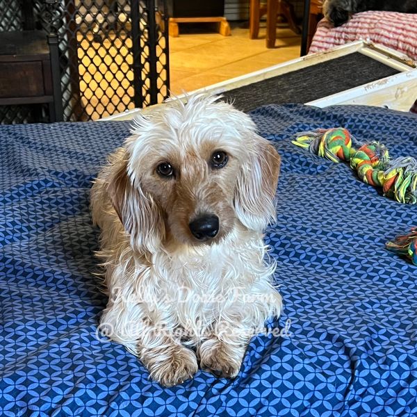 Small dog with wavy fur lying on a blue patterned blanket.