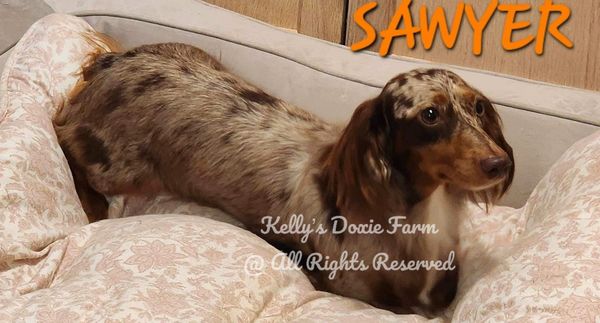 A brown and tan Dachshund dog named Sawyer lying on a cushioned bed.