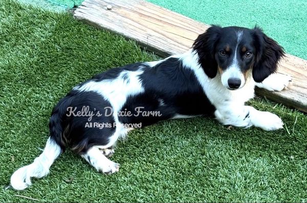 Black and white dog lying on grass.