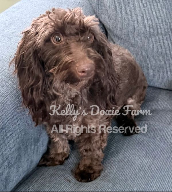 Small brown dog with curly fur sitting on a blue couch.