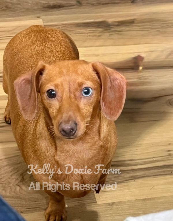 Brown dachshund with one blue eye and one brown eye.