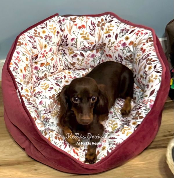 Small brown dachshund resting in a floral-patterned dog bed.