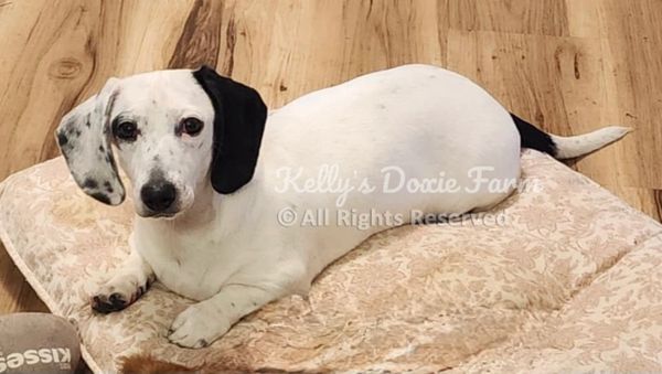 A white Dachshund with black ears lying on a patterned cushion indoors.
