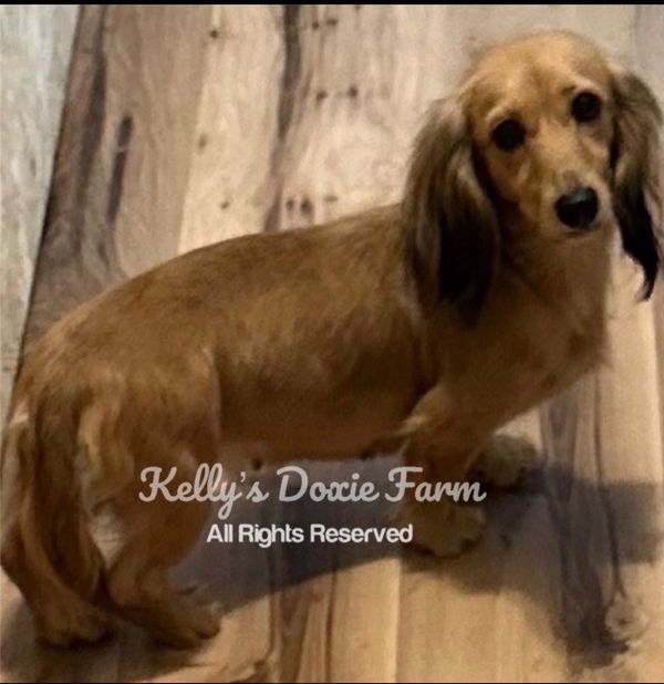 Small tan dachshund standing on wooden floor.