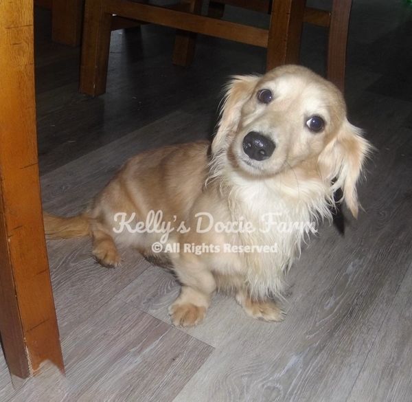 A small, light brown Dachshund dog sitting on a wooden floor indoors.