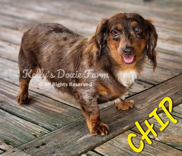 Happy Dachshund dog named Chip standing on wooden floor.