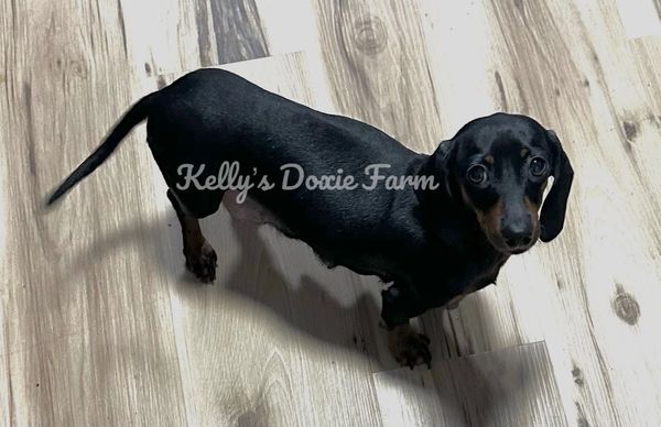 A black Dachshund dog looking up while standing on a wooden floor.
