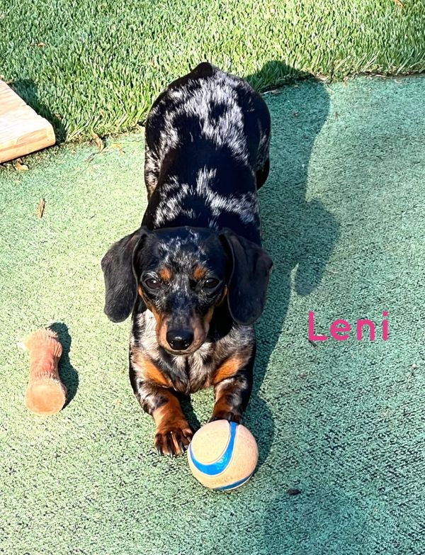 A dachshund named Leni with a ball and toy.