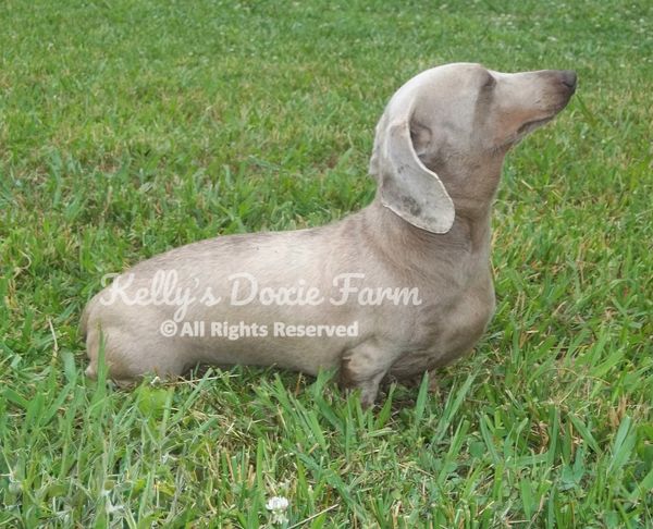 Gray dachshund standing in grassy yard.