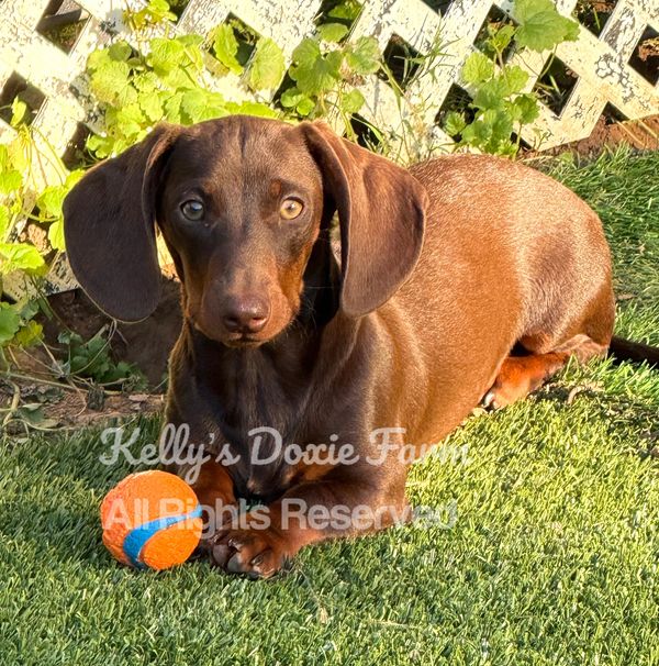 Brown dachshund with a ball on grass.
