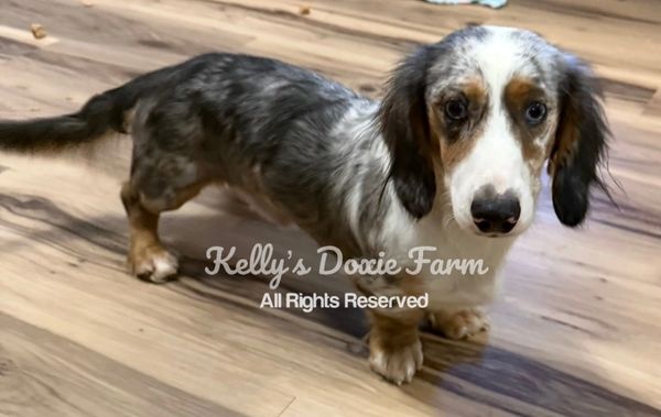 A blue merle dachshund standing on a wooden floor, looking up.