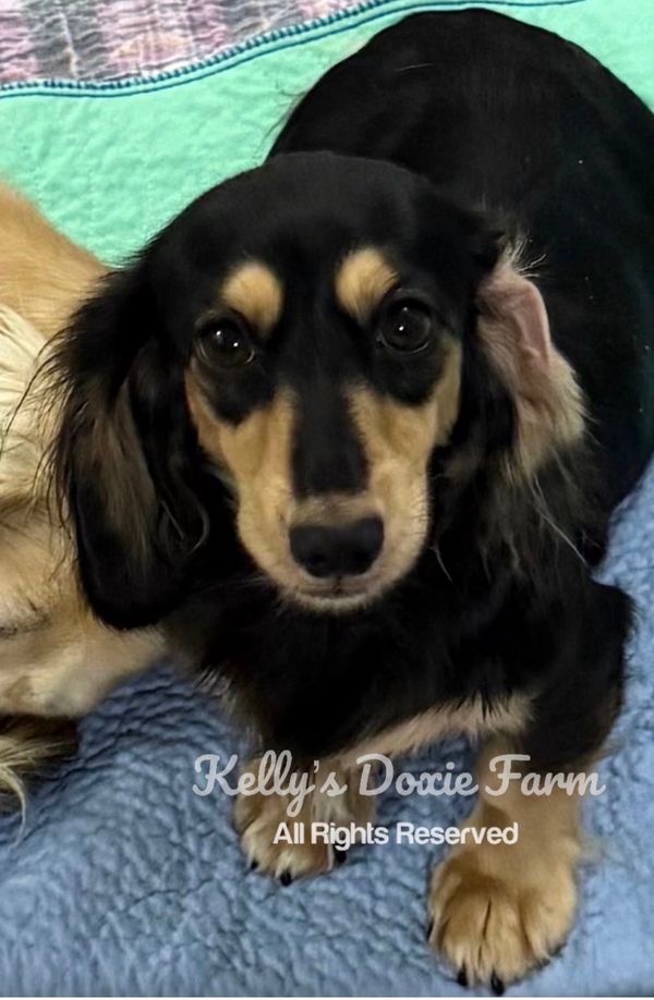 Close-up of a black and tan Dachshund lying down.