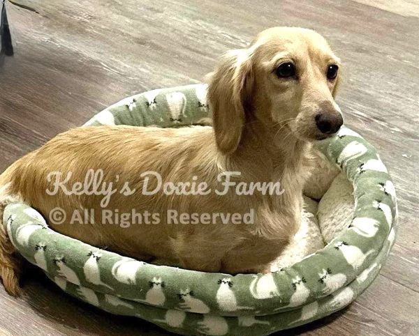 Light brown dachshund resting in a green dog bed with white patterns.