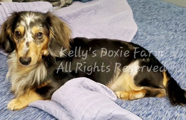 Dapple dachshund resting on a bed.