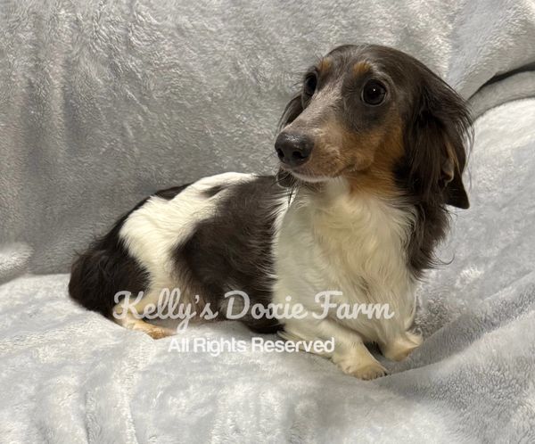 A tricolor dachshund lying on a soft gray blanket.