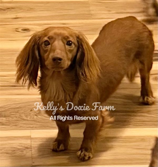 Long-haired dachshund standing on wooden floor.