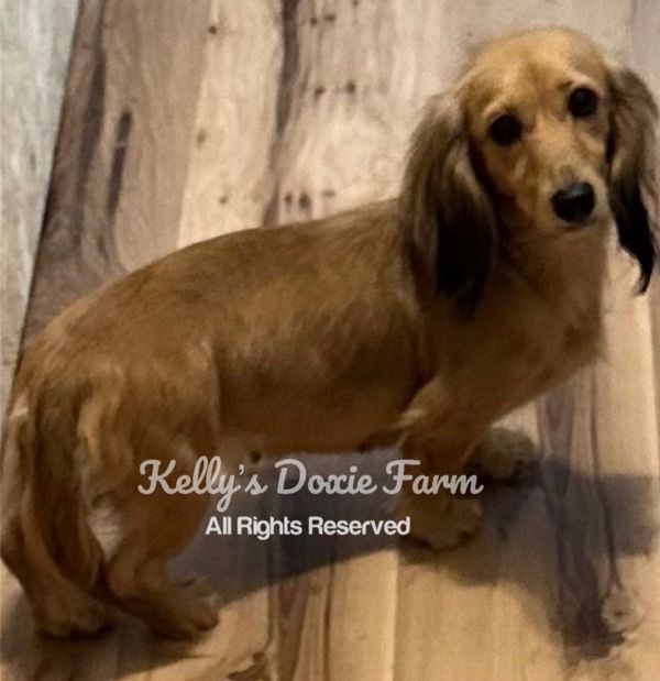 Small brown dachshund standing on wooden floor looking at the camera.