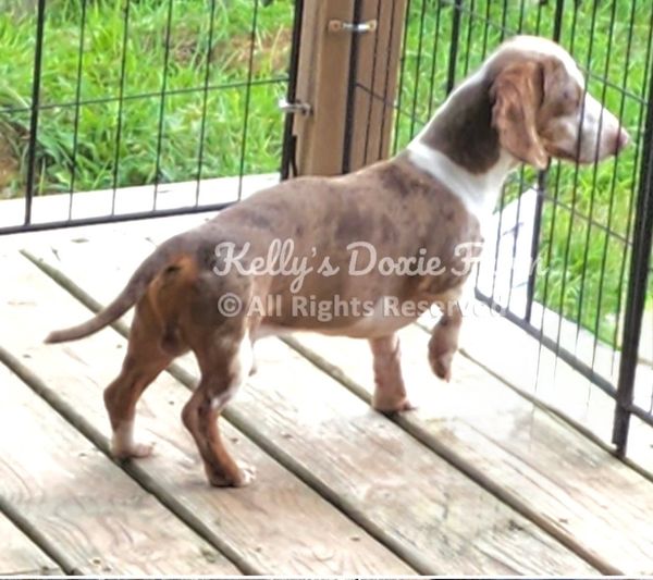 A dachshund puppy standing on a wooden deck, looking through a metal fence.