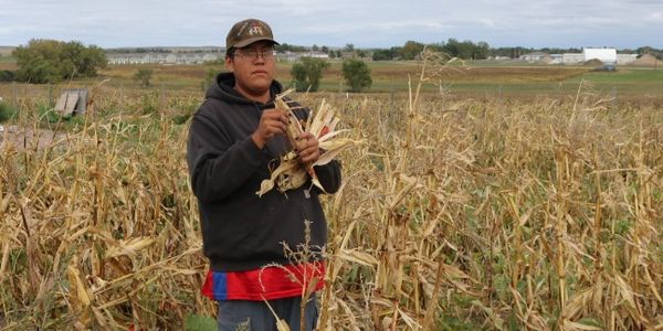Food Sovereignty team member, Ed Her Many Horses, in the corn fields. 