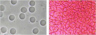 Live and Dry Blood Cell Sample