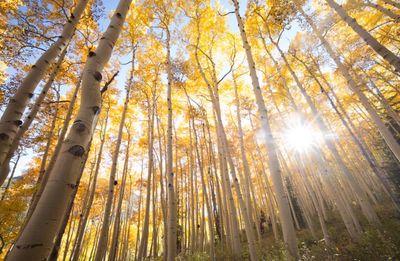 A picture of the Pando forest, the largest organism by mass in the world.