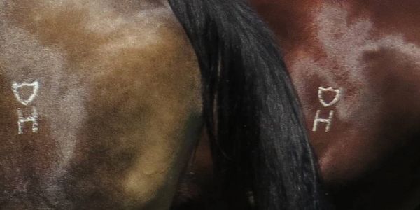 Take your Shield H Quarter Horse to the show pen, the ranch, or the trails. They won't disappoint