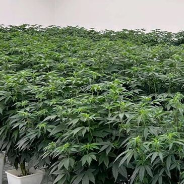 Indoor cannabis plants growing densely in pots.