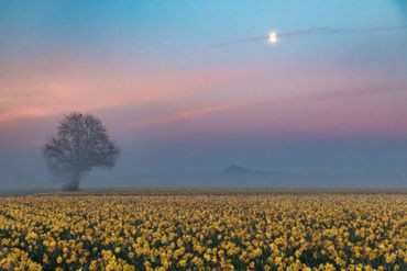 A field of yellow flowers under a twilight sky with a tree and moon.