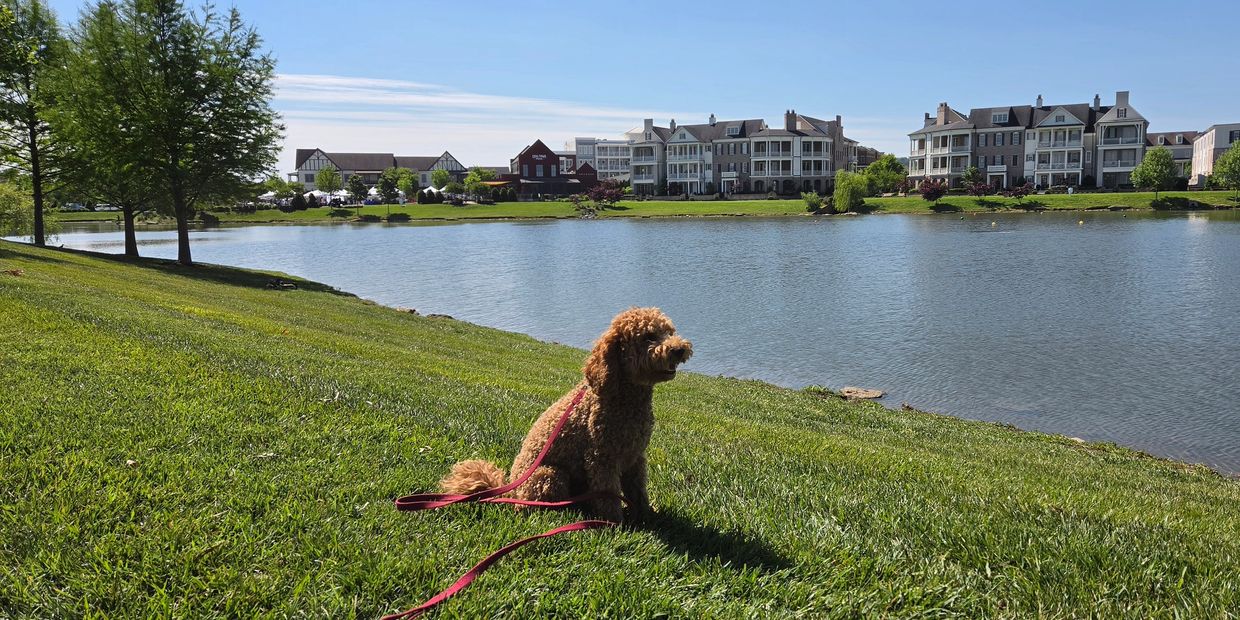 A dog sitting on grass by a lake with houses in the background.