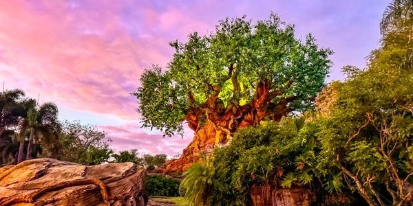 A large, artistically shaped tree at sunset.