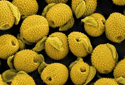 Close up of yellow pine pollen particle