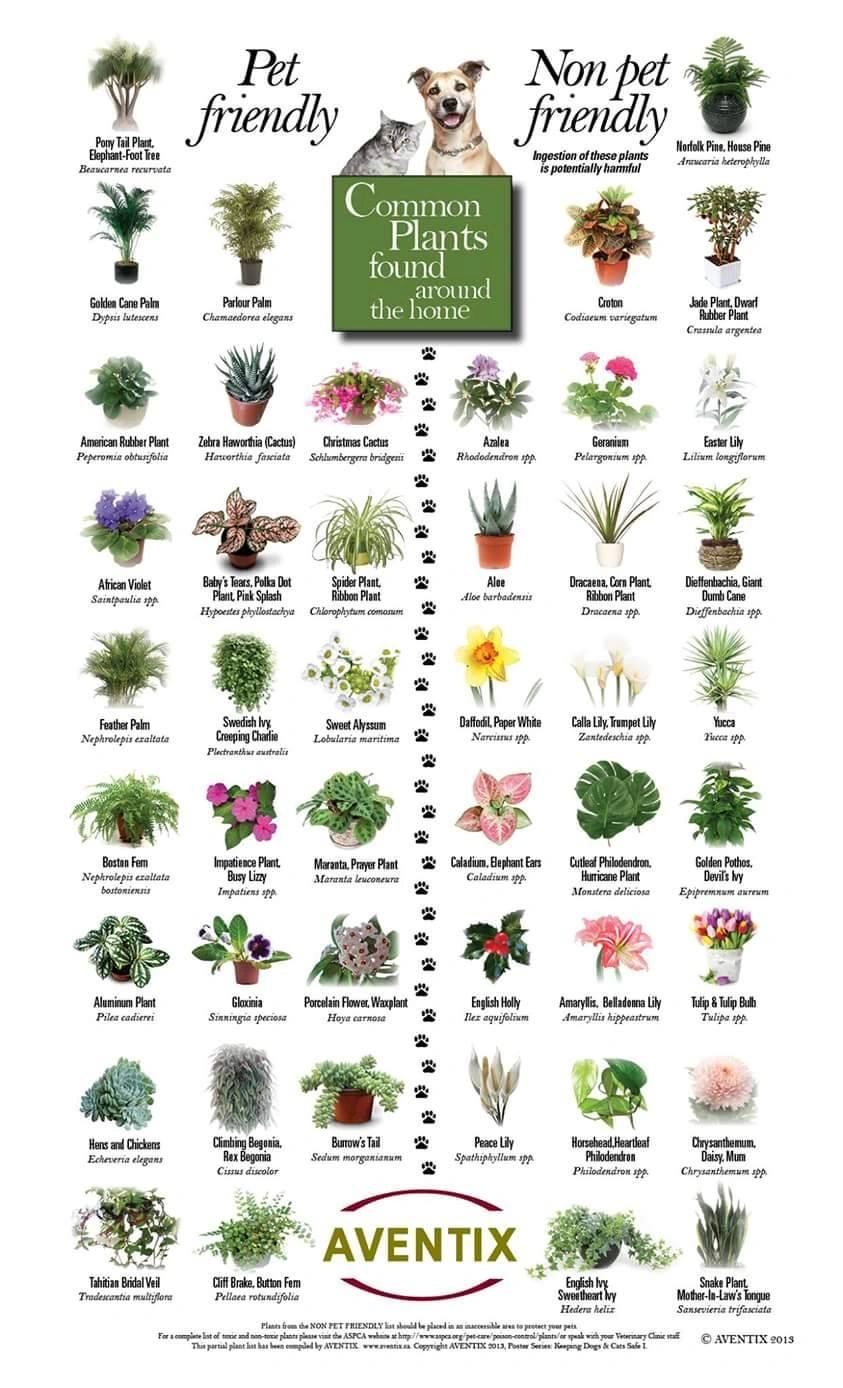 Poisonous Plants for Dogs