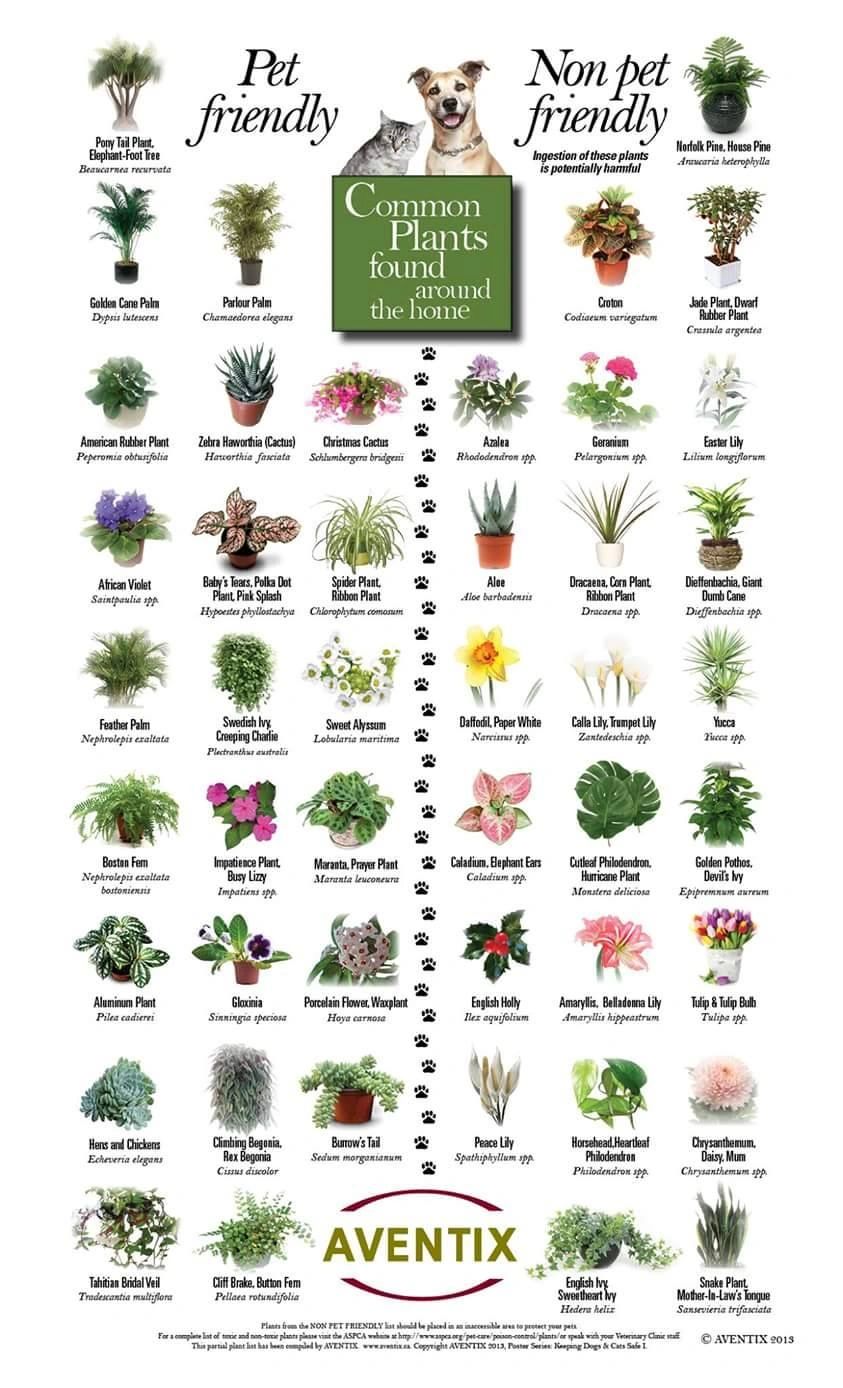 Poisonous Plants For Dogs 