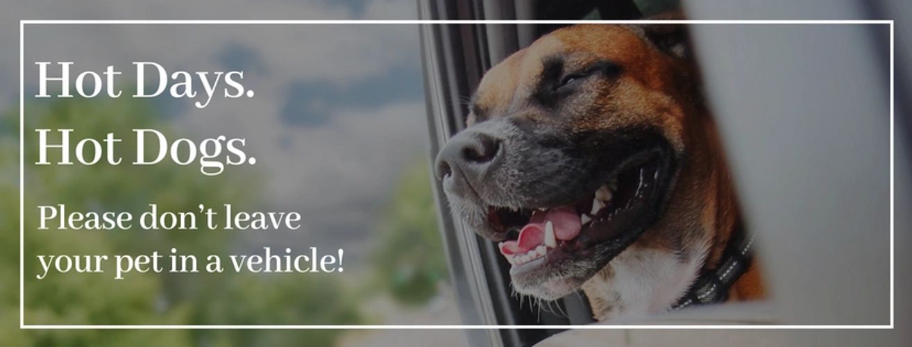 Edmonton Vet Clinic Westbrook Veterinary Clinic