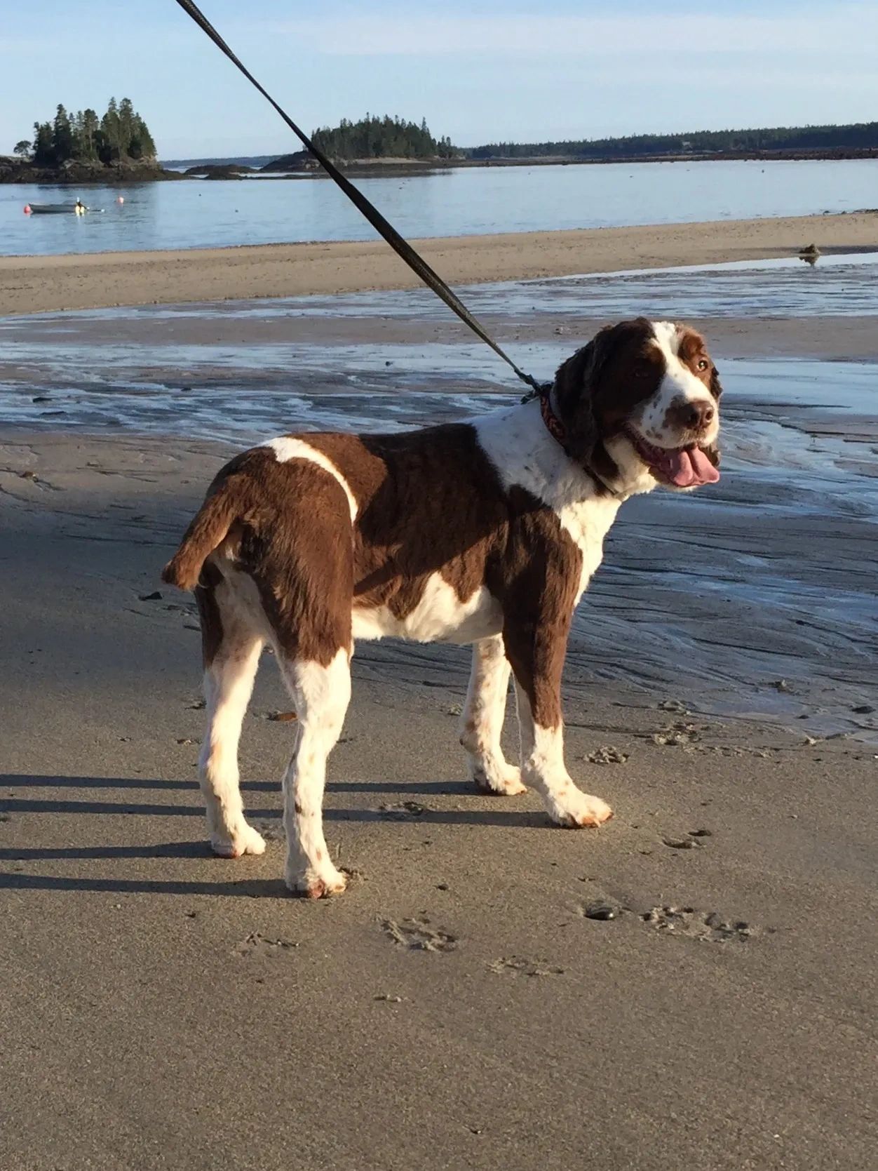 Dog Boarding Sandy Paw’s Retreat