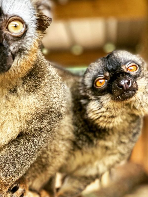 Iron P Homestead Zoo Petting Zoo Hogansville,