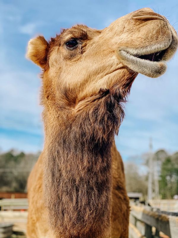 Iron P Homestead Zoo Petting Zoo Hogansville,